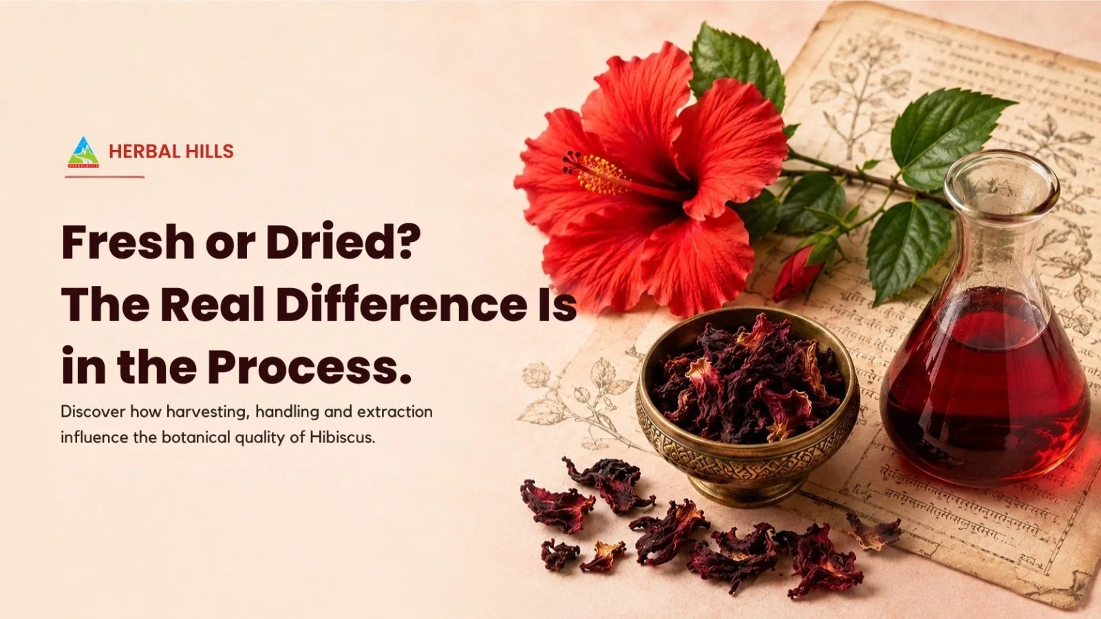 Fresh vs. Dried Hibiscus: What Modern Science Reveals About Botanical Quality