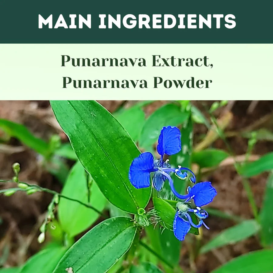 Punarnava Capsules – 700 Capsules | Standardized Ayurvedic Quality | Herbal Hills