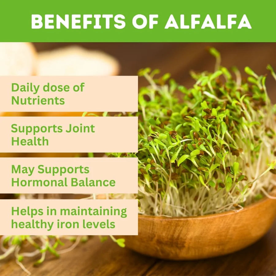 Alfalfa Tablets – 120 Tablets (Pack of 5) | Green Superfood | Herbal Hi