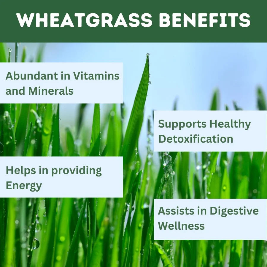 Organic Wheatgrass powder - 100 Gms | Standardized Ayurvedic Quality | Herbal Hills
