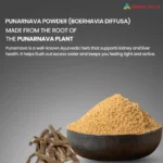 Punarnava 1kg Powder Promotes Urinary Tract Wellness, Ayurvedic Diuretic, Kidney care & Rejuvenation - Image 2